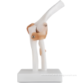 Life-Size Elbow Joint Model